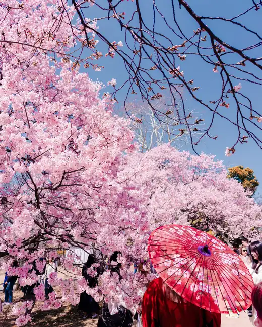Cerezos en flor y una sombrilla roja de papel en un parque de Japón
