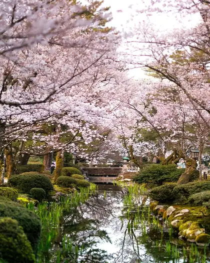 Cerezos en flor sobre un arroyo del jardín Kenroku-en, en Kanazawa