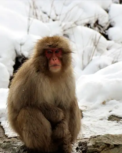 Un macaco japonés sobre las rocas, junto a la nieve
