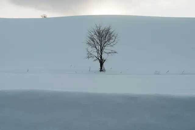 Un árbol solitario en una colina nevada de Hokkaido