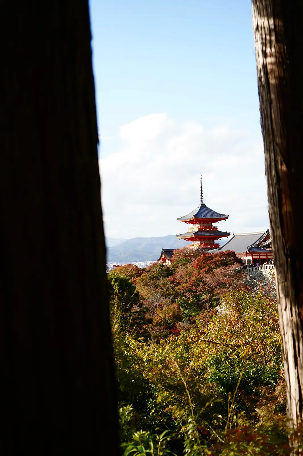 El templo Kiyomizu-dera entre arces de otoño, en Kioto