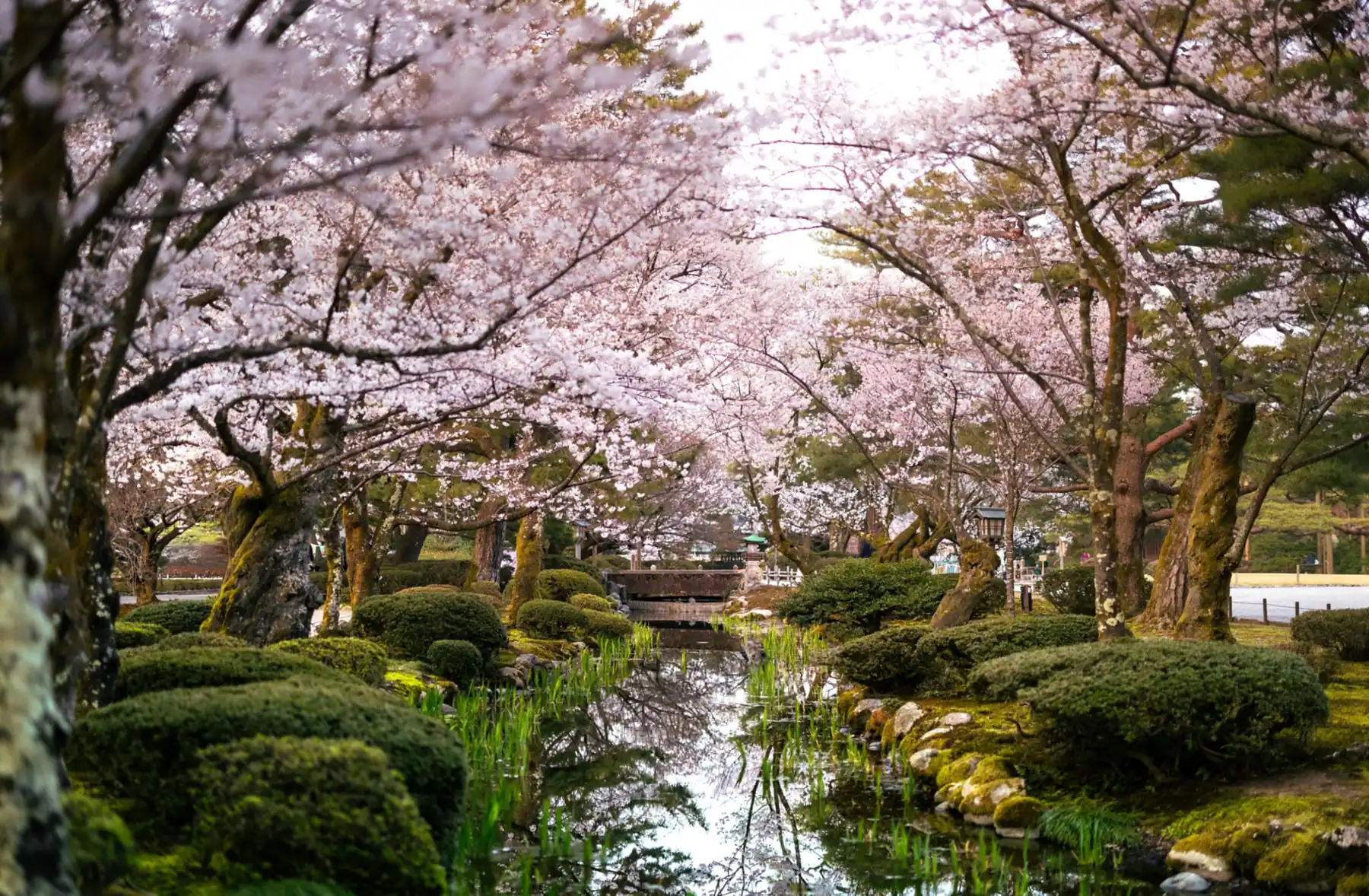Cerezos en flor sobre un arroyo entre musgo y lirios, con un pequeño puente al fondo, en el jardín Kenroku-en de Kanazawa