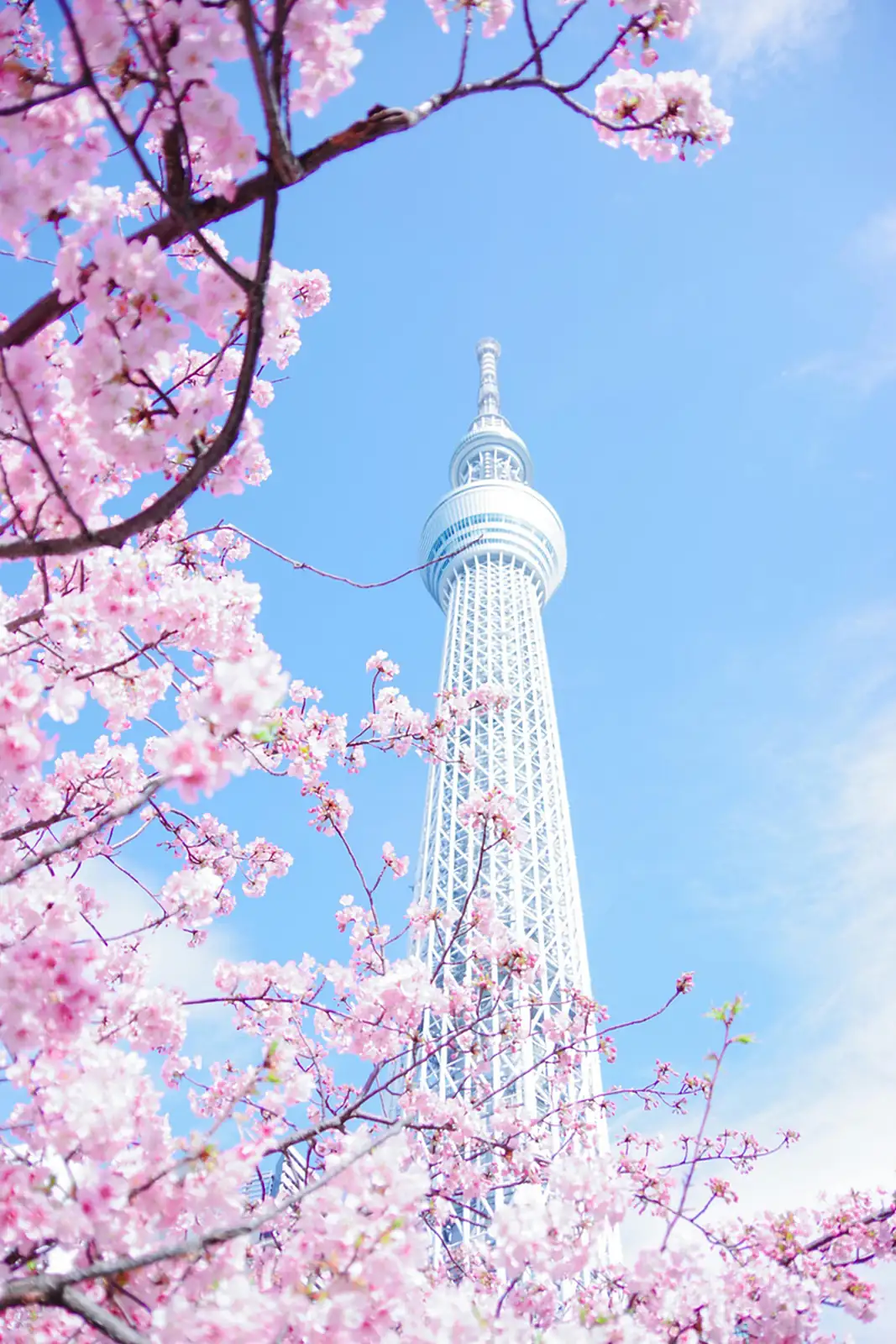 El Tokyo Skytree entre cerezos en flor